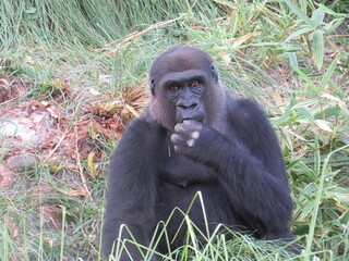 A western lowland silverback gorilla in a close-up shot exhibiting human-like behaviors and gestures.