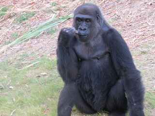 A western lowland silverback gorilla in a close-up shot exhibiting human-like behaviors and gestures.