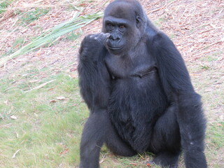 A western lowland silverback gorilla in a close-up shot exhibiting human-like behaviors and gestures.