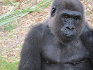 A silverback low land gorilla is staring into the distance.