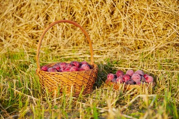 Fototapeta na wymiar Harvest fresh blue plums in a basket on dry grass.