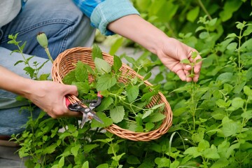 Hands with garden shears and wicker plate with aromatic fresh Lemon balm mint Melissa officinalis herbs - obrazy, fototapety, plakaty