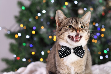 Angry little cat with a beautiful bow tie around his neck. Aggressive kitten. Cat that shows teeth. Beautiful kitten on a background of a Christmas tree and Christmas lights. Tabby. Care of pets