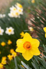 daffodils blooming