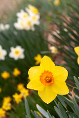Fototapeta premium daffodils blooming