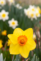 daffodils blooming
