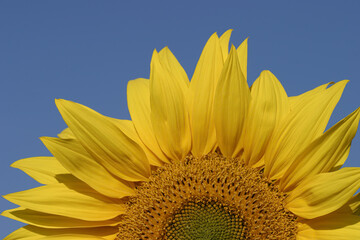 Blooming sunflowers - Tournesols