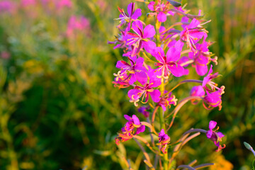 A selective focus of a willowherb or fireweed flower on a backdrop of green plants. Beautiful pink purple flowers of Fireweed. The latin name is Chamaenerion angustifolium. High quality photo
