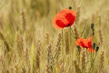 Fototapeta premium poppy field on a sunny afternoon - coquelicots