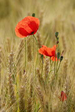 poppy field on a sunny afternoon - coquelicots