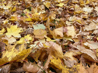 Close up view of fallen autumn leaves -yellow and red Momiji Leaves