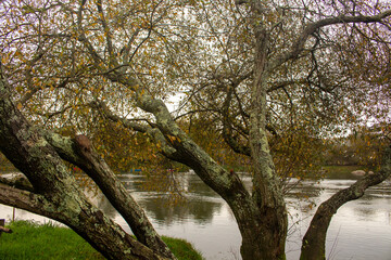 autumn tree near the river