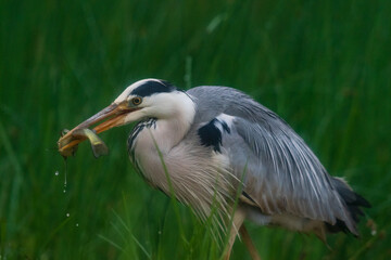 The grey heron (Ardea cinerea)