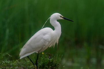 The little egret (Egretta garzetta)
