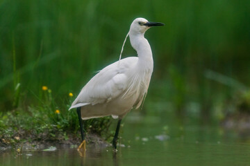 The little egret (Egretta garzetta)
