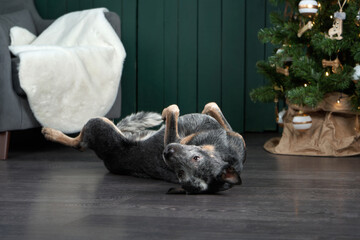 dog by the New Year tree. Festive decorated interior. Australian healer. christmas pet
