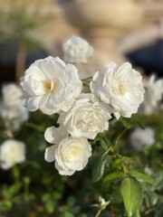 white roses in the garden