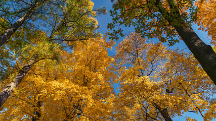 Fototapeta premium Sunshine daylight illuminates yellow tree crowns, yellow autumn foliage background