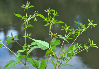 In nature, the grass grows bidens frondosa