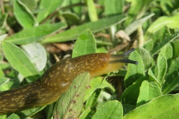 Brown slug on grass in the garden, closeup