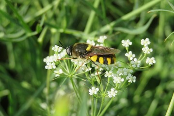 Hoverfly on falcaria flowers in the meadow, closeup