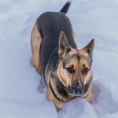 an adult dog of breed German shepherd lies in fluffy snow
