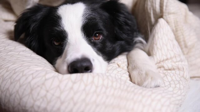 Funny cute puppy dog border collie lying on pillow blanket in bed. Do not disturb me let me sleep. Pet dog lying nap sleeping at home indoors. Funny pets animals life concept