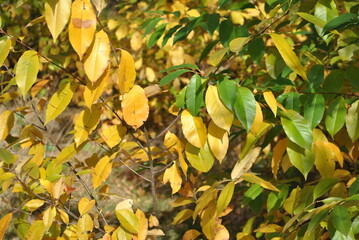 liście jesienią