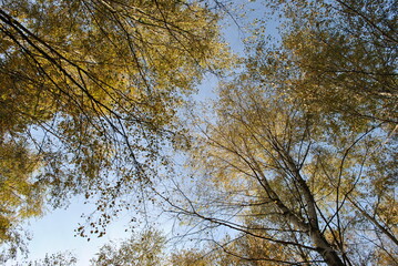 gałęzie na tle nieba