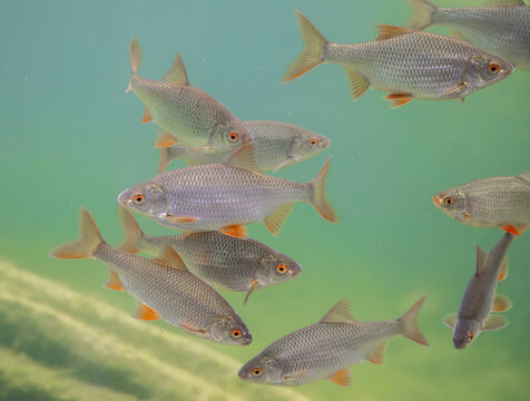 Roach fish swimming iin the clear water