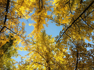 Schöne Gingkos im gelben Herbstkleid
