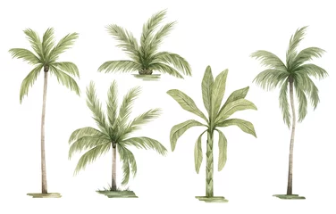 Poster Aquarel palmboom in groene kleur geïsoleerd op een witte achtergrond. Vintage kokos- en bananenbomen. Bloemen tropische jungle. © Kate K.