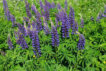 Chamaenerion angustifolium (Ivan tea) plant with purple flowers growing in a green grass field in Russia
