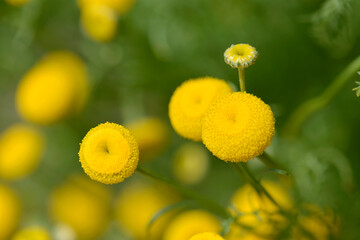 小さな菊の花