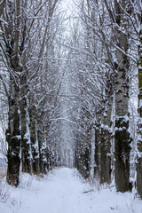 Winter trail among tall snow-covered trees. Lots of snow. Hiking. Vertical postcard of winter. Winter landscape. The trail in the snow.