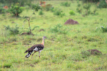 Stanley bustard, Neotis denhami