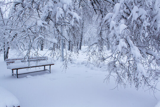Bench with trees into wintery day into city park after heavy snowstorm 