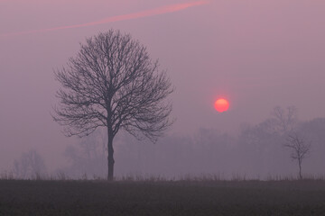 Kahler Baum im Morgendunst.