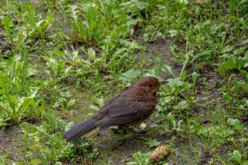 Blackbird on a green meadow 