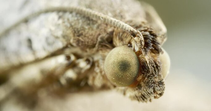 Mexican jumping bean moth, extreme closeup of head, twitches palps.