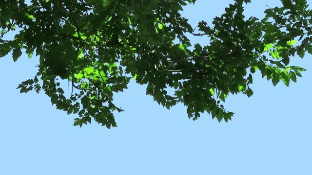 Foreground foliage plate. Rain Tree, mid-summer, strong gusty breeze. Defocus/blur, darken and desaturate as needed. Works well scaled up to 4K. Includes luma matte.