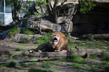 lion cub in zoo
