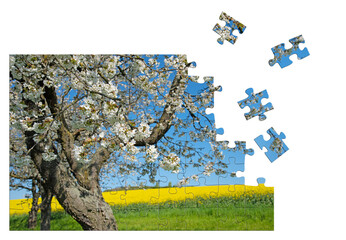 Blühender Kirschbaum im Frühling, Puzzle