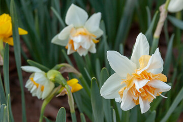 Fototapeta premium daffodils in the garden