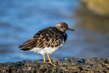 Sanderling