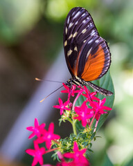 Butterfly on a magenta flower