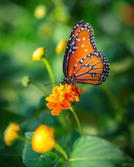 Monarch butterfly on an orange flower