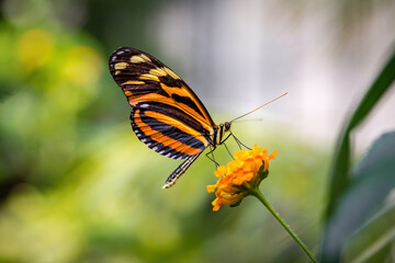 Tiger striped butterfly on an orange flower