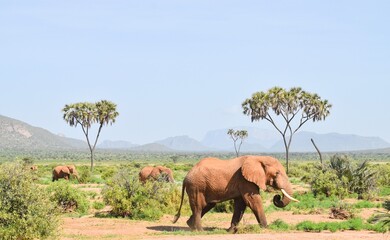 Fototapeta na wymiar Elephants in Kenya 