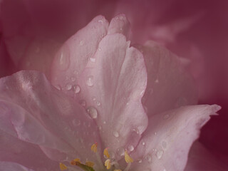Macro view of a part of sakura flower cherry blossom with dew drops.